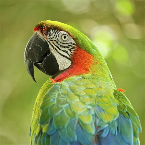 green parrot photo|parrot green background.